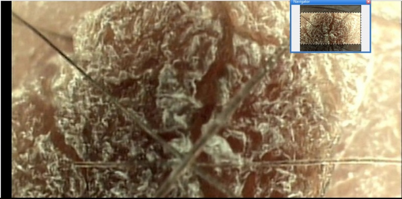 File:NavigatorScreen.jpg